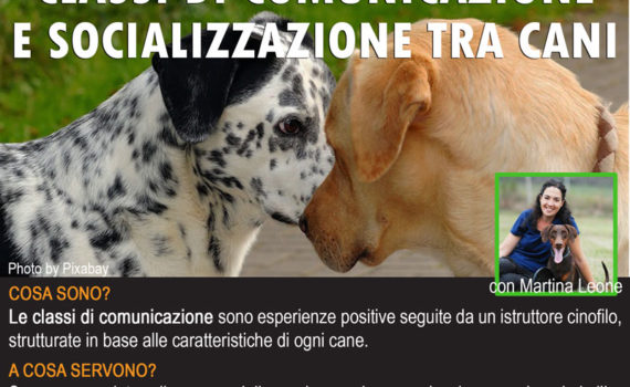 classi di comunicazione e socializzazione tra cani